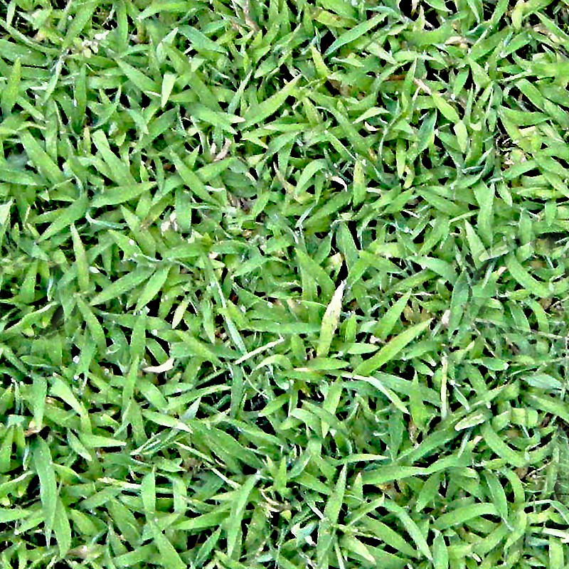 Textures   -   NATURE ELEMENTS   -   VEGETATION   -   Green grass  - Green grass texture seamless 12982 - HR Full resolution preview demo