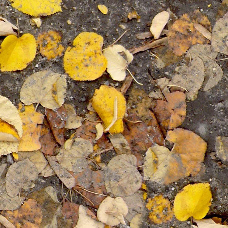 Textures   -   NATURE ELEMENTS   -   VEGETATION   -   Leaves dead  - Leaves dead texture seamless 13131 - HR Full resolution preview demo
