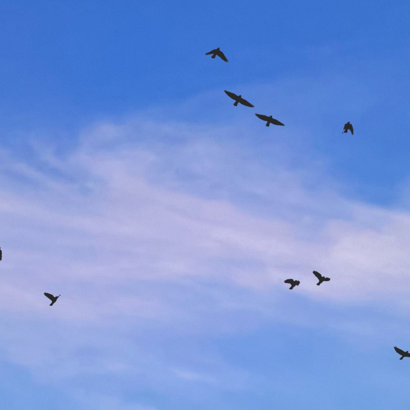 Sky with countryside and flight of birds background 17793