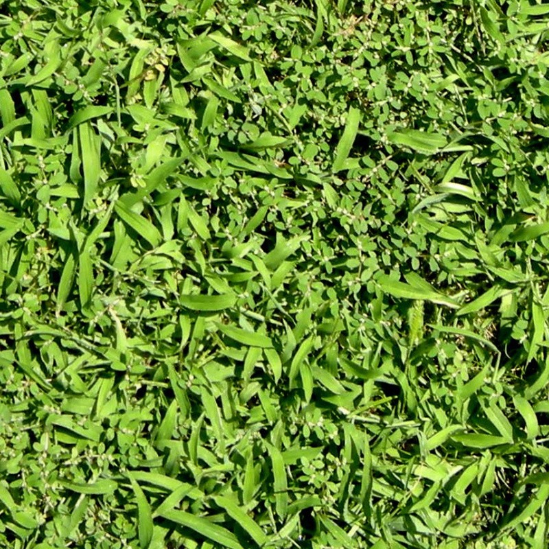 Textures   -   NATURE ELEMENTS   -   VEGETATION   -   Green grass  - Green grass texture seamless 12983 - HR Full resolution preview demo