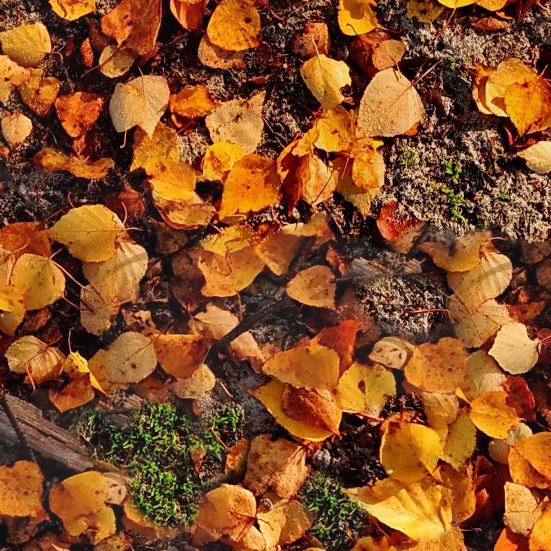 Textures   -   NATURE ELEMENTS   -   VEGETATION   -   Leaves dead  - Leaves dead texture seamless 13132 - HR Full resolution preview demo
