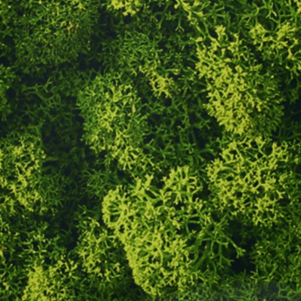 Textures   -   NATURE ELEMENTS   -   VEGETATION   -   Moss  - Liken moss texture seamless 13167 - HR Full resolution preview demo