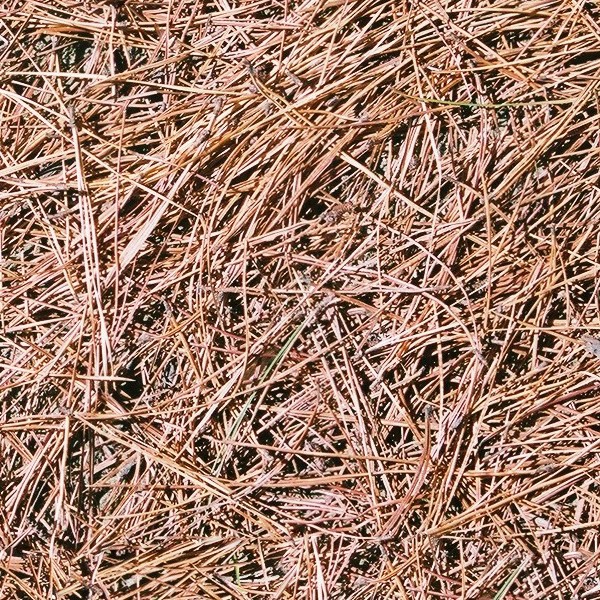Textures   -   NATURE ELEMENTS   -   VEGETATION   -   Dry grass  - Dry pine needles texture seamless 12930 - HR Full resolution preview demo