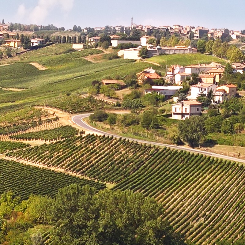 Textures   -   BACKGROUNDS &amp; LANDSCAPES   -   NATURE   -   Vineyards  - Italy vineyards background 17740 - HR Full resolution preview demo