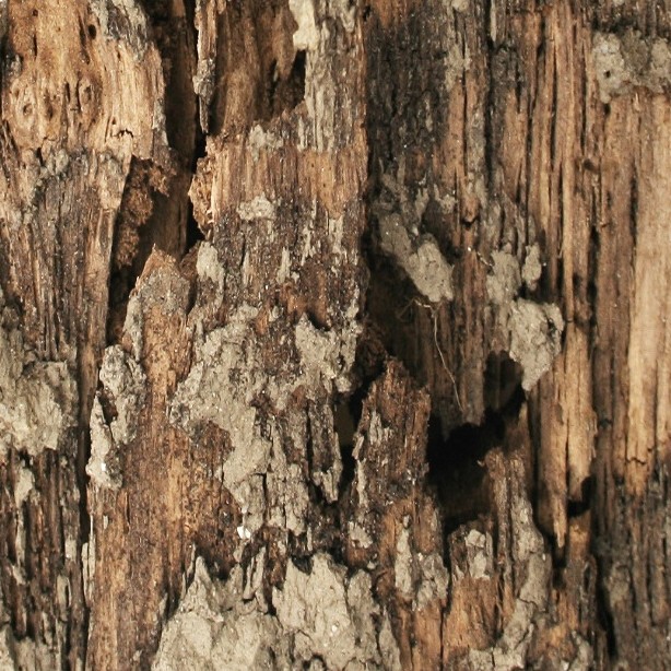 Textures   -   NATURE ELEMENTS   -   BARK  - Bark texture seamless 12325 - HR Full resolution preview demo