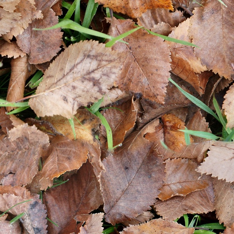 Textures   -   NATURE ELEMENTS   -   VEGETATION   -   Leaves dead  - Leaves dead texture seamless 13134 - HR Full resolution preview demo