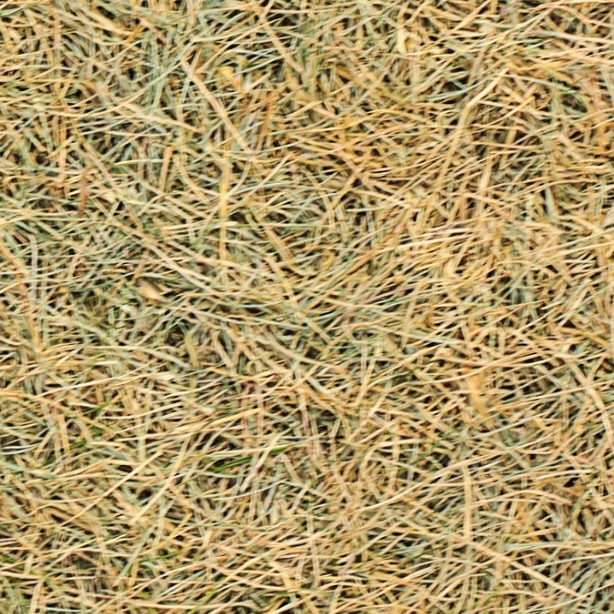 Textures   -   NATURE ELEMENTS   -   VEGETATION   -   Dry grass  - Dry grass texture seamless 12932 - HR Full resolution preview demo