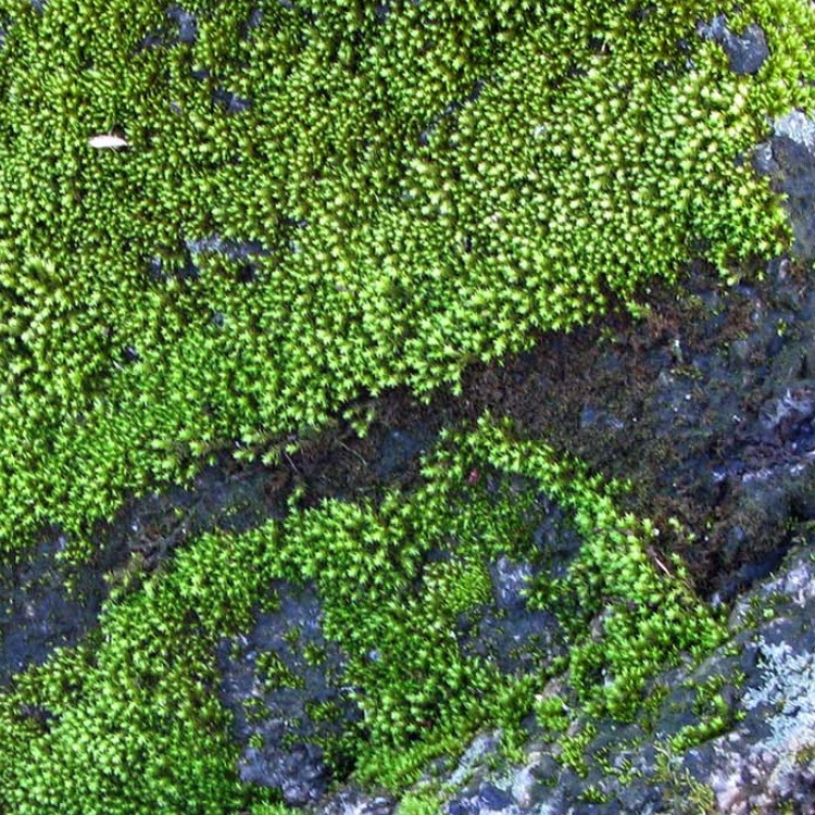 Textures   -   NATURE ELEMENTS   -   VEGETATION   -   Moss  - Rock moss texture seamless 13170 - HR Full resolution preview demo