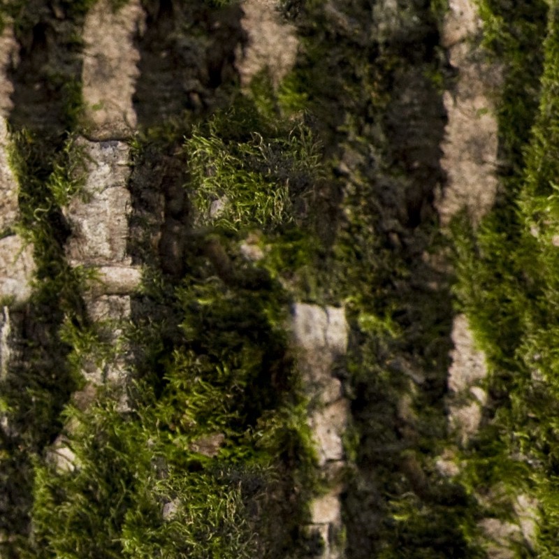 Textures   -   NATURE ELEMENTS   -   VEGETATION   -   Moss  - Bark moss texture seamless 13171 - HR Full resolution preview demo