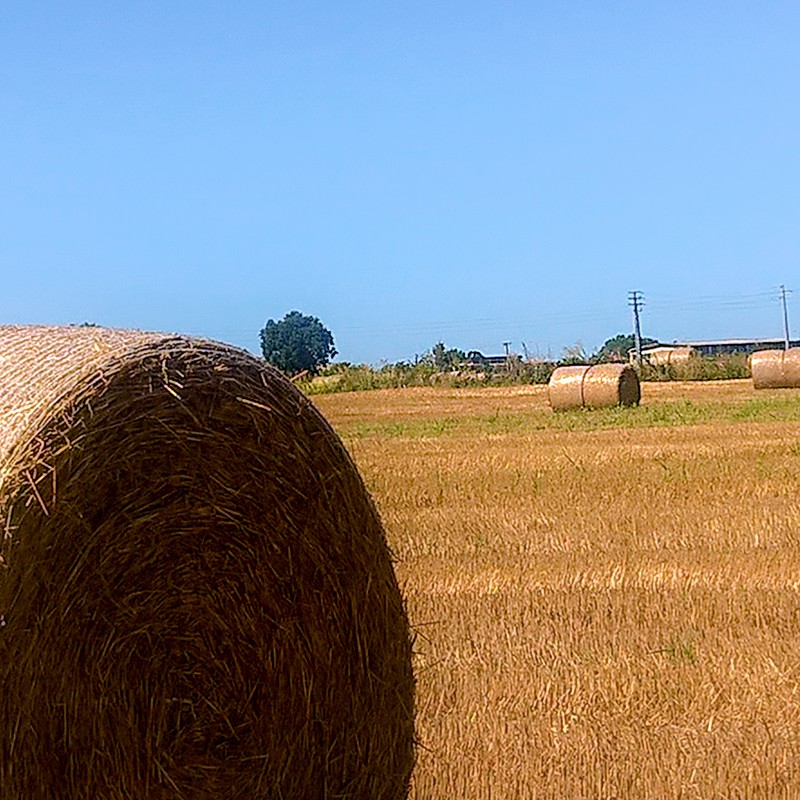 Textures   -   BACKGROUNDS &amp; LANDSCAPES   -   NATURE   -   Countrysides &amp; Hills  - Countryside landscape with hay rolls 17615 - HR Full resolution preview demo