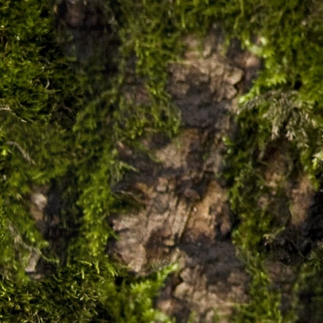 Textures   -   NATURE ELEMENTS   -   VEGETATION   -   Moss  - Bark moss texture seamless 13172 - HR Full resolution preview demo