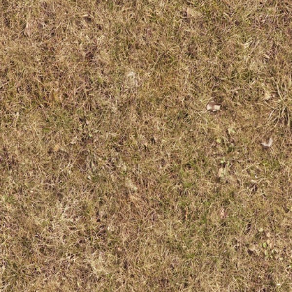 Textures   -   NATURE ELEMENTS   -   VEGETATION   -   Dry grass  - Dry grass texture seamless 12934 - HR Full resolution preview demo