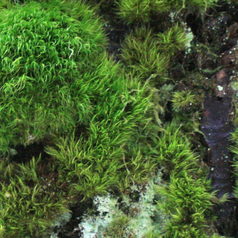Textures   -   NATURE ELEMENTS   -   VEGETATION   -   Moss  - Bark moss texture seamless 13173 - HR Full resolution preview demo