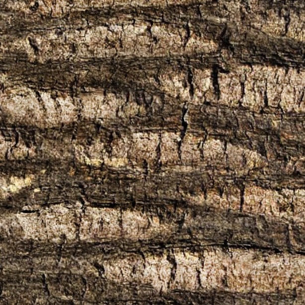 Textures   -   NATURE ELEMENTS   -   BARK  - Bark texture seamless 12329 - HR Full resolution preview demo