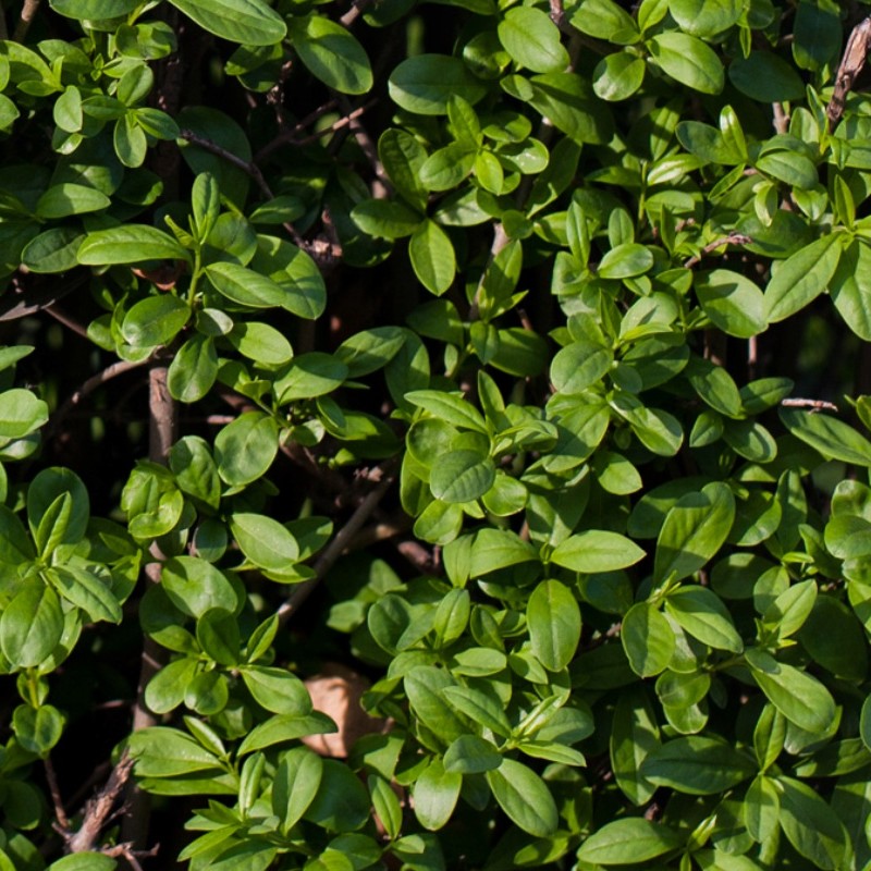 Textures   -   NATURE ELEMENTS   -   VEGETATION   -   Hedges  - Green hedge texture seamless 13089 - HR Full resolution preview demo