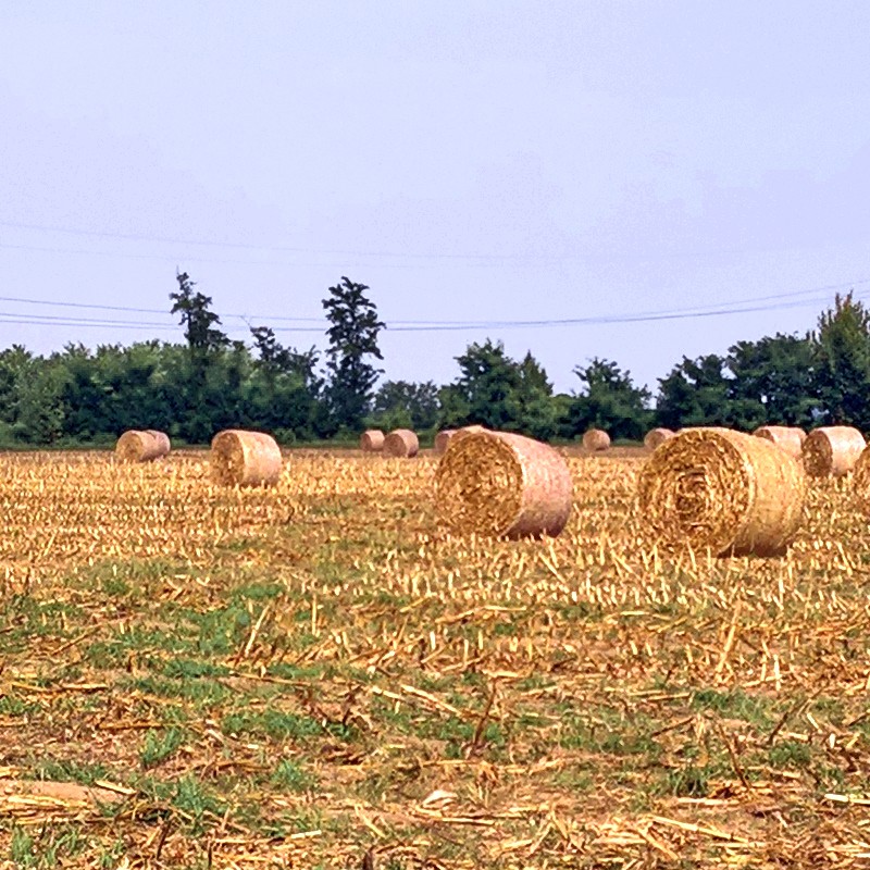 Textures   -   BACKGROUNDS &amp; LANDSCAPES   -   NATURE   -   Countrysides &amp; Hills  - Countryside landscape with hay rolls 17618 - HR Full resolution preview demo