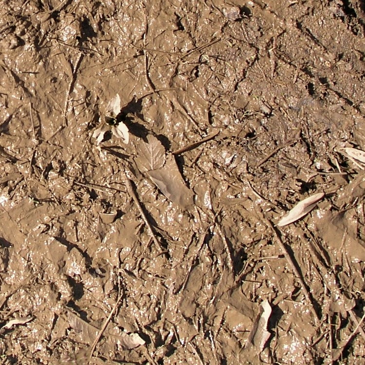 Textures   -   NATURE ELEMENTS   -   SOIL   -   Mud  - Mud texture seamless 12895 - HR Full resolution preview demo