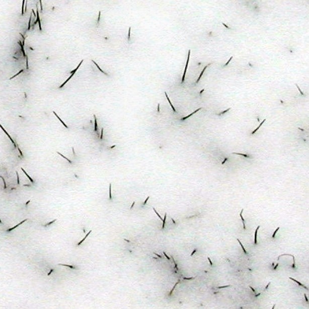 Textures   -   NATURE ELEMENTS   -   SNOW  - Snow with grass texture seamless 12790 - HR Full resolution preview demo