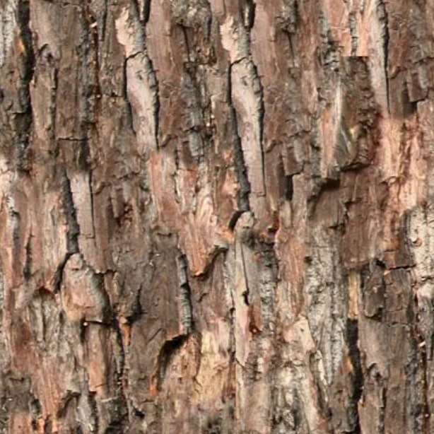 Textures   -   NATURE ELEMENTS   -   BARK  - Bark texture seamless 12331 - HR Full resolution preview demo