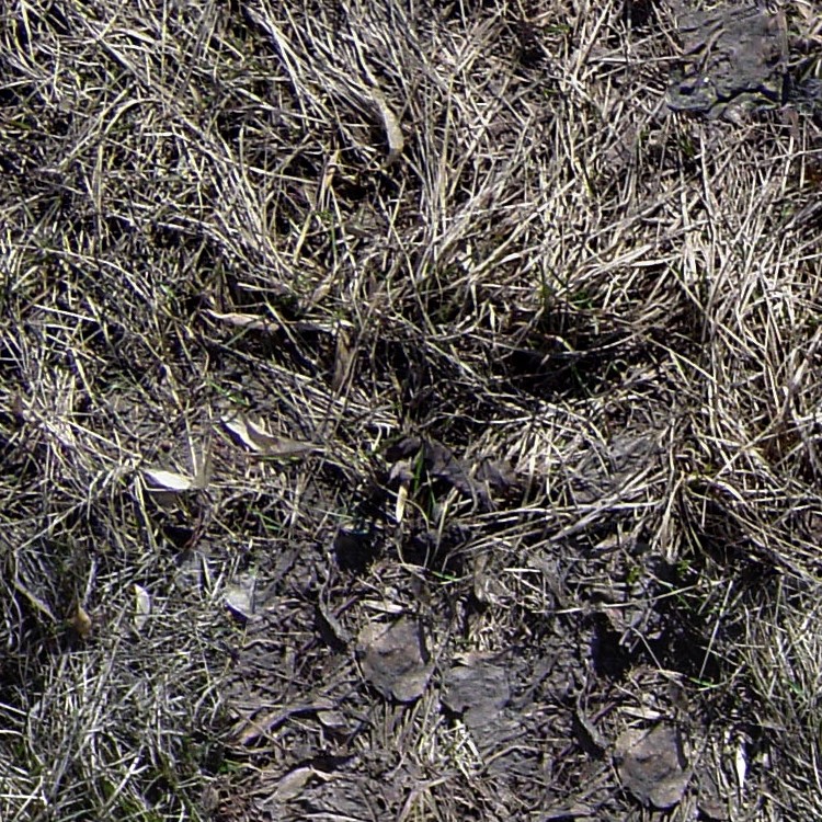 Textures   -   NATURE ELEMENTS   -   VEGETATION   -   Dry grass  - Dry grass texture seamless 12937 - HR Full resolution preview demo