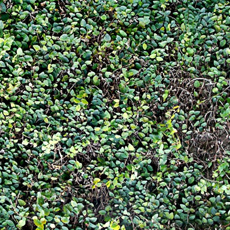 Textures   -   NATURE ELEMENTS   -   VEGETATION   -   Hedges  - Green hedge texture seamless 13091 - HR Full resolution preview demo