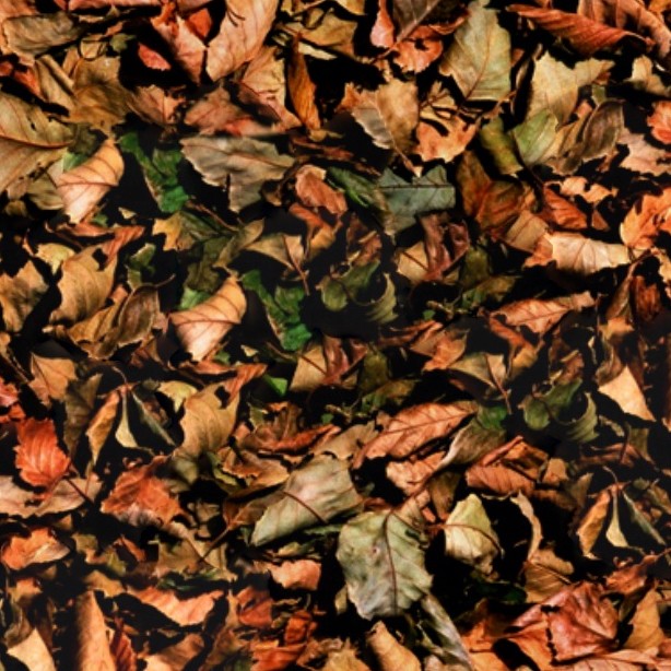 Textures   -   NATURE ELEMENTS   -   VEGETATION   -   Leaves dead  - Leaves dead texture seamless 13140 - HR Full resolution preview demo
