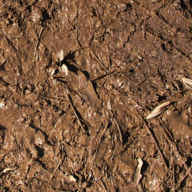 Textures   -   NATURE ELEMENTS   -   SOIL   -   Mud  - Mud texture seamless 12896 - HR Full resolution preview demo
