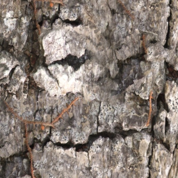 Textures   -   NATURE ELEMENTS   -   BARK  - Bark texture seamless 12332 - HR Full resolution preview demo