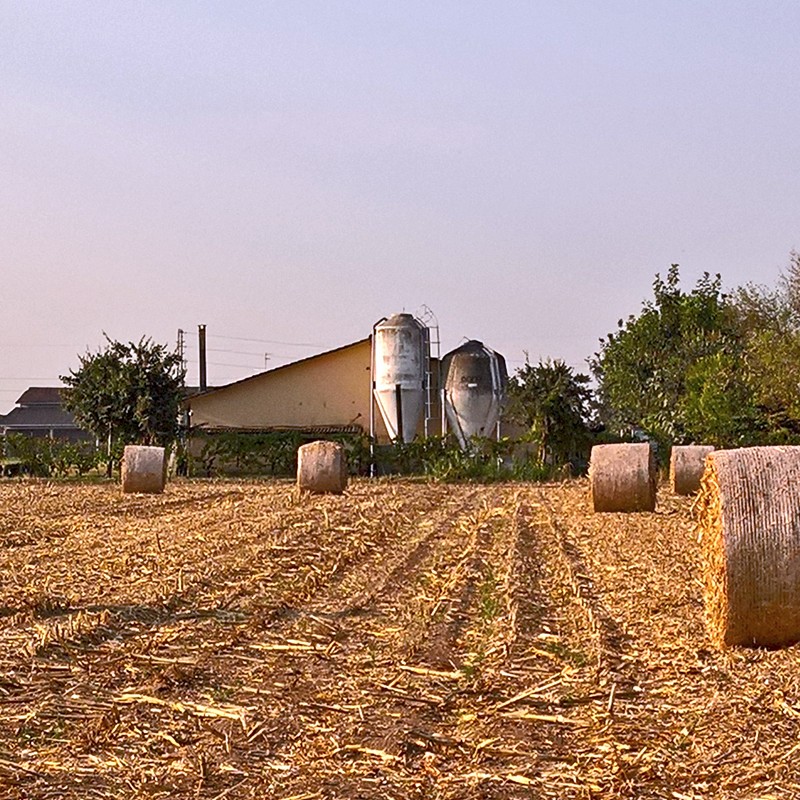 Textures   -   BACKGROUNDS &amp; LANDSCAPES   -   NATURE   -   Countrysides &amp; Hills  - Countryside landscape with hay rolls 17620 - HR Full resolution preview demo