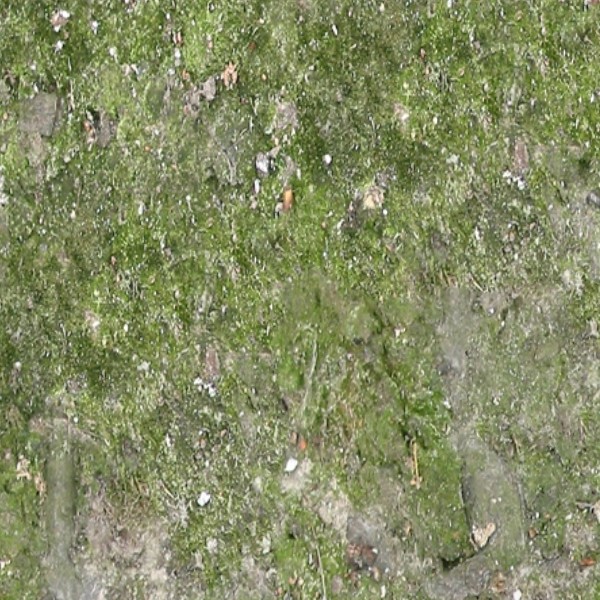 Textures   -   NATURE ELEMENTS   -   VEGETATION   -   Moss  - Ground moss texture seamless 13176 - HR Full resolution preview demo