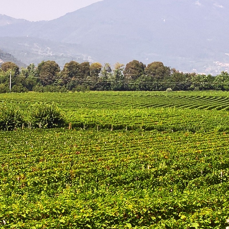 Textures   -   BACKGROUNDS &amp; LANDSCAPES   -   NATURE   -   Vineyards  - Italy vineyards background 18055 - HR Full resolution preview demo