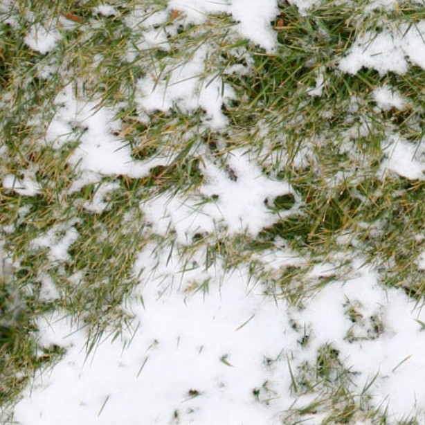 Textures   -   NATURE ELEMENTS   -   SNOW  - Snow with grass texture seamless 12792 - HR Full resolution preview demo