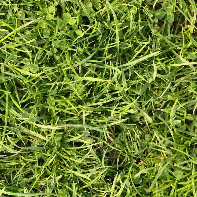 Textures   -   NATURE ELEMENTS   -   VEGETATION   -   Green grass  - Green grass texture seamless 12992 - HR Full resolution preview demo