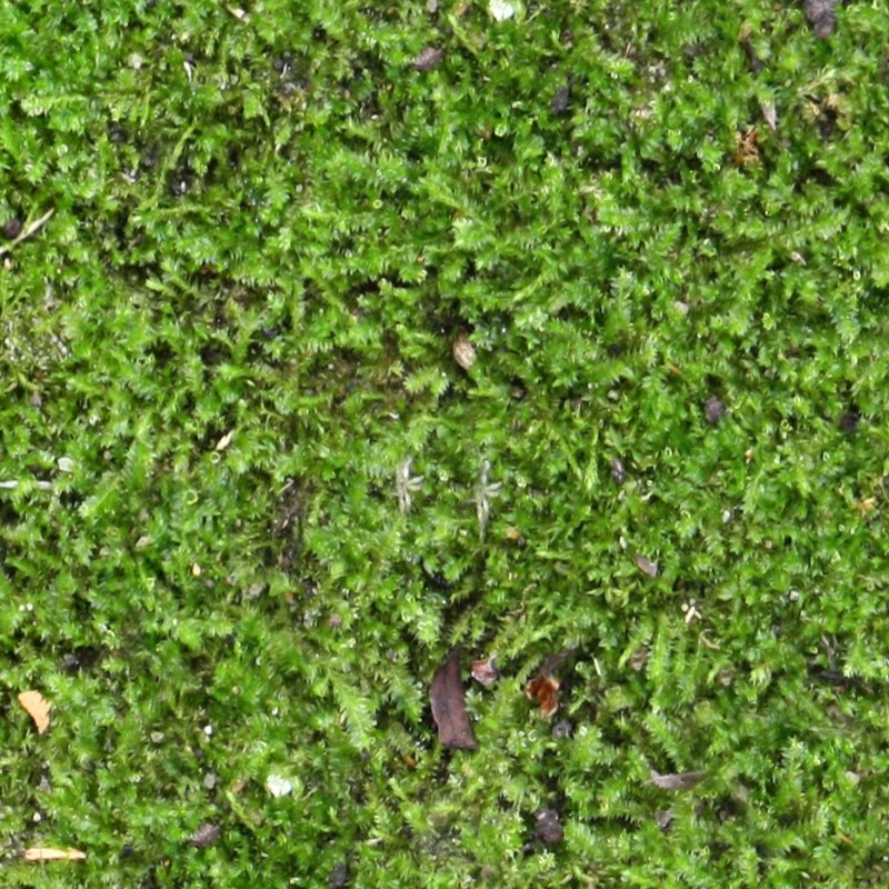 Textures   -   NATURE ELEMENTS   -   VEGETATION   -   Moss  - Ground moss texture seamless 13177 - HR Full resolution preview demo