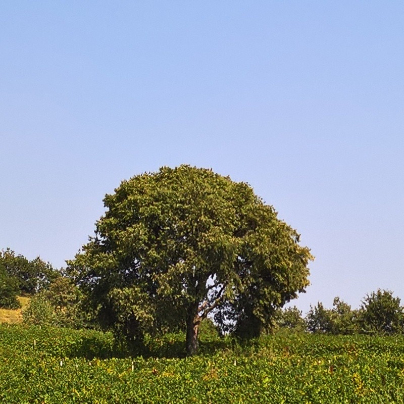 Textures   -   BACKGROUNDS &amp; LANDSCAPES   -   NATURE   -   Vineyards  - Italy vineyards background 18056 - HR Full resolution preview demo