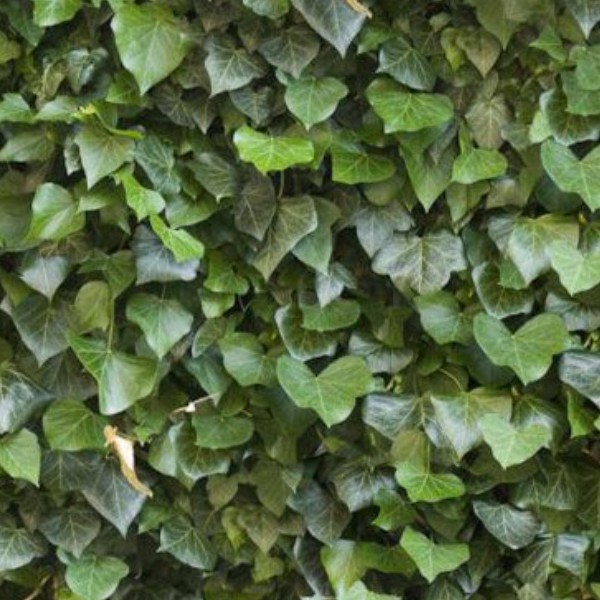 Textures   -   NATURE ELEMENTS   -   VEGETATION   -   Hedges  - Ivy hedge texture seamless 13093 - HR Full resolution preview demo