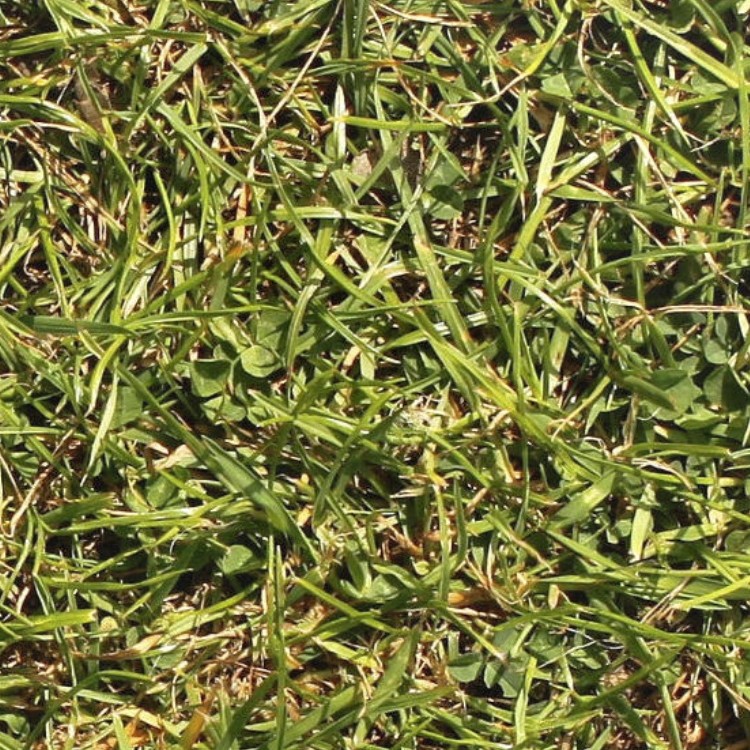 Textures   -   NATURE ELEMENTS   -   VEGETATION   -   Green grass  - Green grass texture seamless 12993 - HR Full resolution preview demo