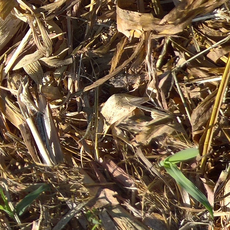 Textures   -   NATURE ELEMENTS   -   VEGETATION   -   Dry grass  - Dry leaves after harvest of corn texture seamless 17674 - HR Full resolution preview demo