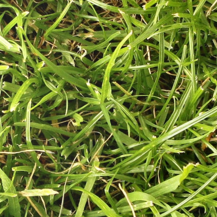 Textures   -   NATURE ELEMENTS   -   VEGETATION   -   Green grass  - Green grass texture seamless 12994 - HR Full resolution preview demo