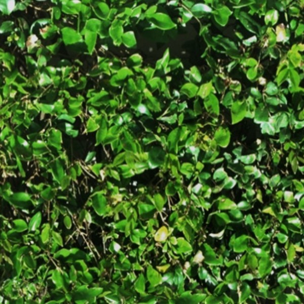 Textures   -   NATURE ELEMENTS   -   VEGETATION   -   Hedges  - Green hedge texture seamless 13095 - HR Full resolution preview demo