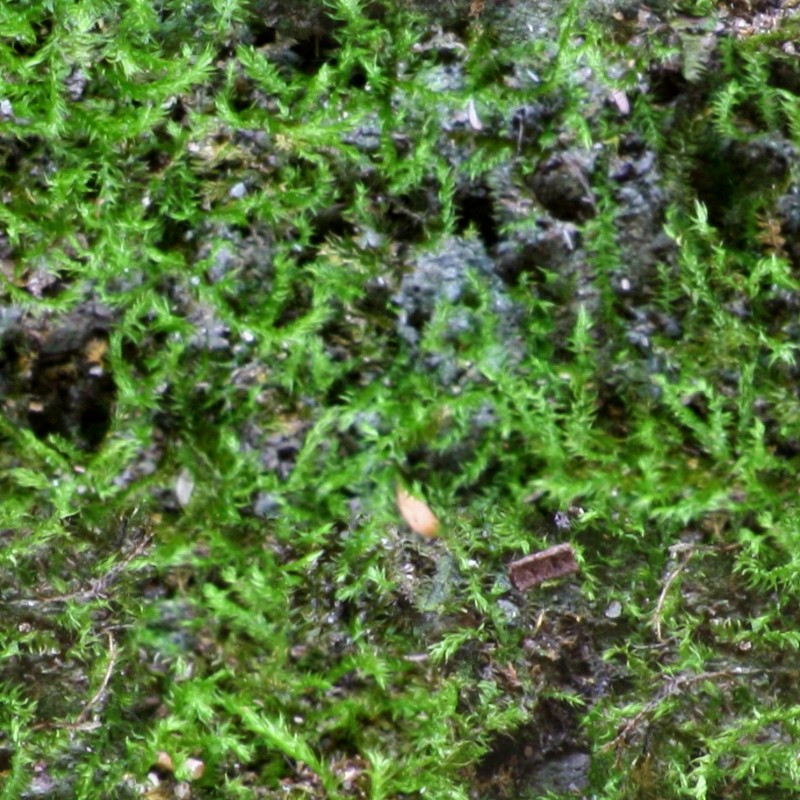 Textures   -   NATURE ELEMENTS   -   VEGETATION   -   Moss  - Ground moss texture seamless 13179 - HR Full resolution preview demo