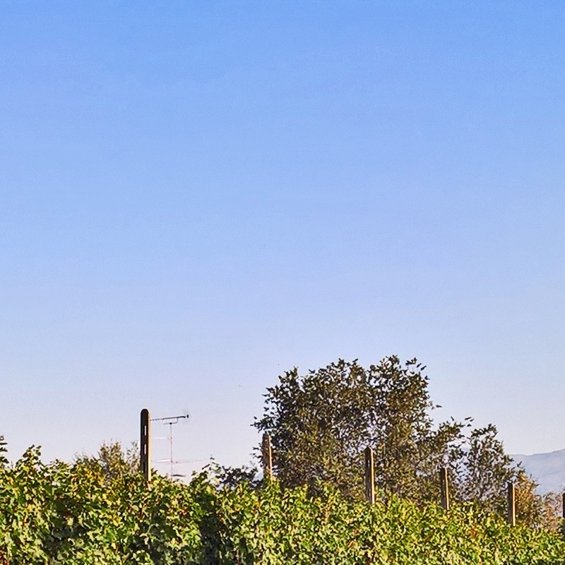 Textures   -   BACKGROUNDS &amp; LANDSCAPES   -   NATURE   -   Vineyards  - Italy vineyards background 18058 - HR Full resolution preview demo