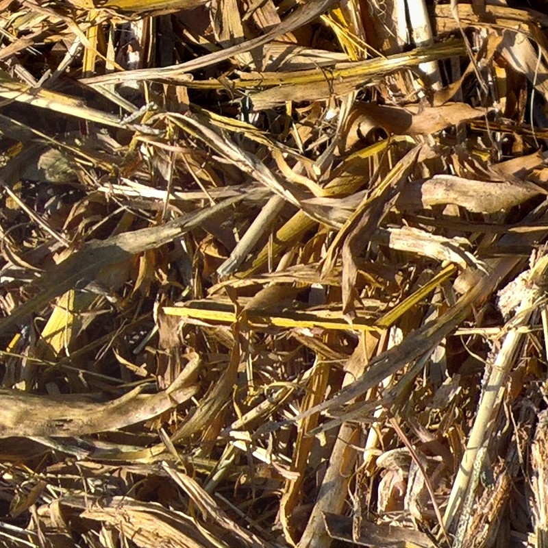 Textures   -   NATURE ELEMENTS   -   VEGETATION   -   Dry grass  - Dry leaves after harvest of corn texture seamless 17675 - HR Full resolution preview demo