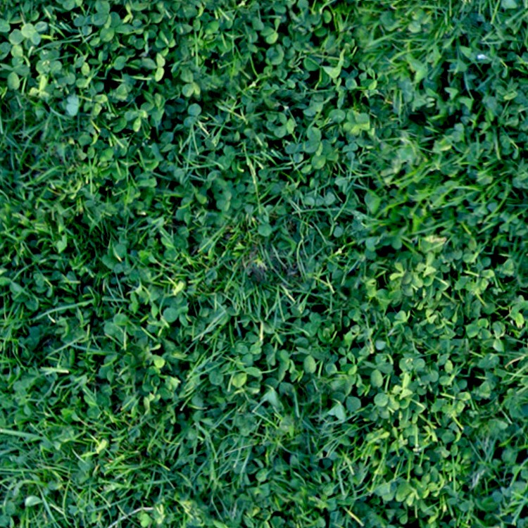 Textures   -   NATURE ELEMENTS   -   VEGETATION   -   Green grass  - Green grass texture seamless 12995 - HR Full resolution preview demo
