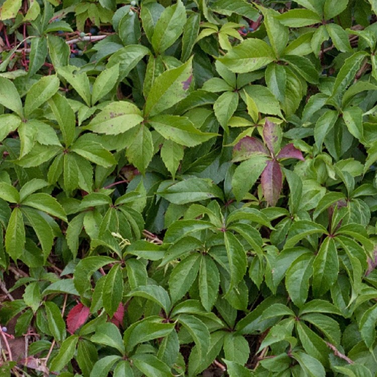 Textures   -   NATURE ELEMENTS   -   VEGETATION   -   Hedges  - Green hedge texture seamless 13096 - HR Full resolution preview demo