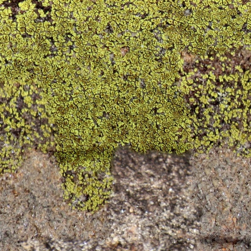 Textures   -   NATURE ELEMENTS   -   VEGETATION   -   Moss  - Moss texture seamless 13180 - HR Full resolution preview demo