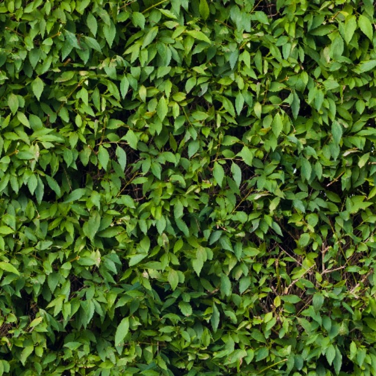 Textures   -   NATURE ELEMENTS   -   VEGETATION   -   Hedges  - Green hedge texture seamless 13097 - HR Full resolution preview demo