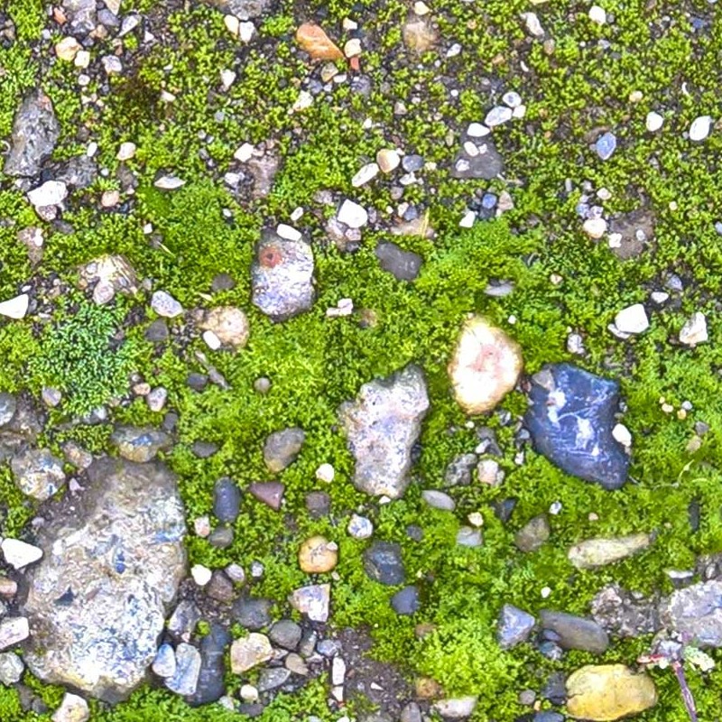 Textures   -   NATURE ELEMENTS   -   VEGETATION   -   Moss  - Ground with moss texture seamless 20521 - HR Full resolution preview demo
