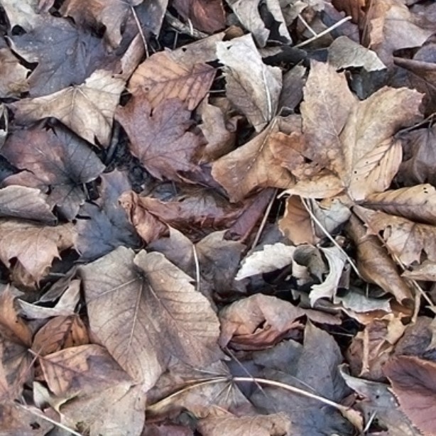 Textures   -   NATURE ELEMENTS   -   VEGETATION   -   Leaves dead  - Leaves dead texture seamless 13146 - HR Full resolution preview demo
