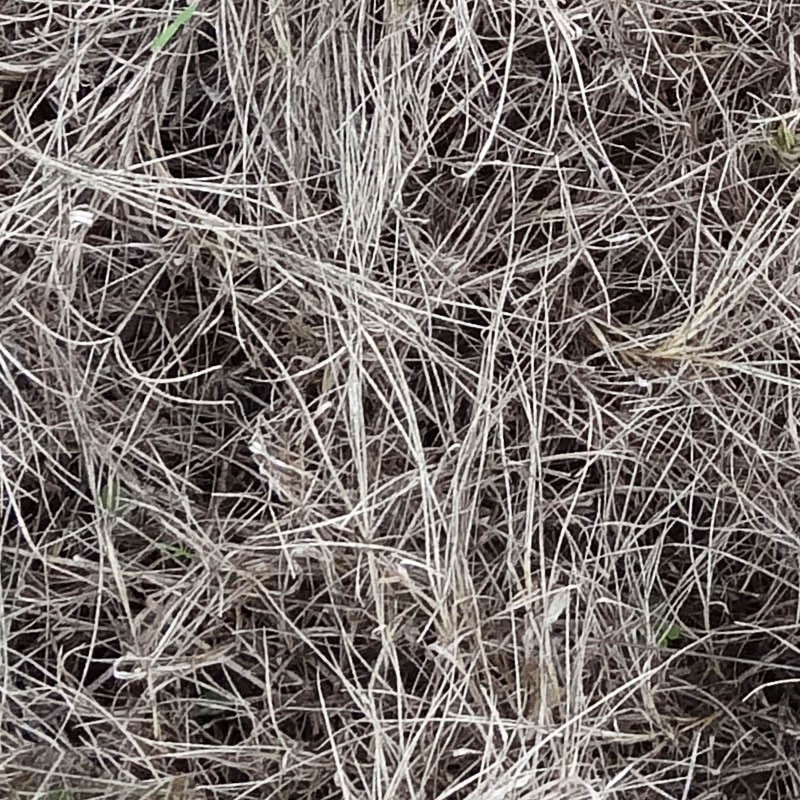 Textures   -   NATURE ELEMENTS   -   VEGETATION   -   Dry grass  - Dry grass texture seamless 18653 - HR Full resolution preview demo